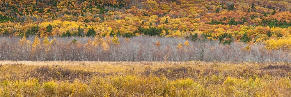 Maine-Mt Desert Island-Acadia National Park-autumn foliage art print by Walter Bibikow for $57.95 CAD
